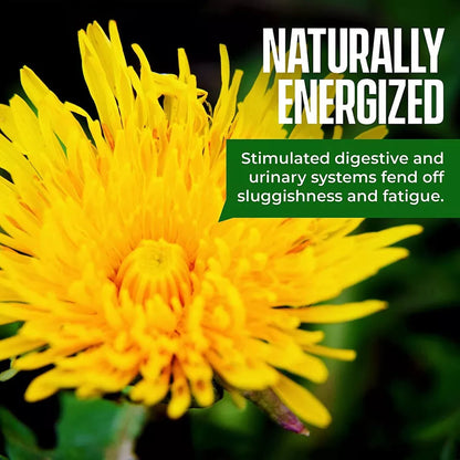 Organic Dandelion Root Tea Detox | Raw Vitamin Rich Digestive | 1 Pack 20 Bags